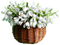 snowdrops Bb2 - Free PNG Animated GIF