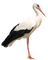 Kaz_Creations Birds Bird Stork