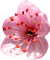 flower - png gratis GIF animasi