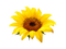 sunflowers bp