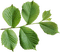 Kaz_Creations Green-Leafs - Free PNG Animated GIF