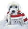 dolceluna white red dog - бесплатно png анимированный гифка