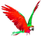 Parrot.Red.Green - gratis png geanimeerde GIF