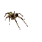 spider - Darmowy animowany GIF animowany gif
