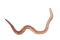 worm - darmowe png animowany gif
