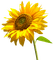 Sunflower.Tournesol.Girasol.Victoriabea - Free PNG Animated GIF