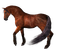 Paard - zadarmo png animovaný GIF