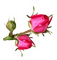 rose - Free PNG Animated GIF