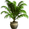 Planta en la maceta. - Free PNG Animated GIF