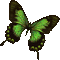 butterfly papillon schmetterling art effect green   deco    tube  gif anime animated animation glitter spring