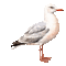 ♡§m3§♡ kawaii coastal Gull seagull animated - Nemokamas animacinis gif animuotas GIF