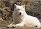 loup blanc - PNG gratuit GIF animé