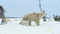 polar bear bp - Free animated GIF Animated GIF