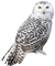 eule owl - zdarma png animovaný GIF