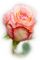 Rose, Aquarelle
