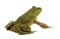 grenouille.Cheyenne63 - PNG gratuit GIF animé