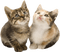 Kaz_Creations Cats Cat Kittens Kitten - ilmainen png animoitu GIF