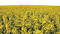 yellow flowers field - png gratis GIF animasi