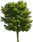 Baum - δωρεάν png κινούμενο GIF