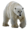 bear katrin - gratis png geanimeerde GIF