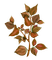autumn leaves branch kikkapink deco - PNG gratuit GIF animé
