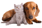 Kaz_Creations Animals Dog Pup Cat Kitten - ücretsiz png animasyonlu GIF