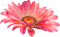 Flower.Yellow.Pink - png gratuito GIF animata