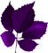 Leaf.Purple - Free PNG Animated GIF