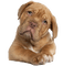 dog - png gratis GIF animasi