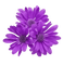 lila-flower - PNG gratuit GIF animé