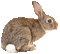 rabbit (created with gimp) - GIF animate gratis GIF animata