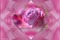 bg-background--blomma--flower--pink--rosa - png ฟรี GIF แบบเคลื่อนไหว