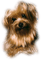 Tube Animaux Chien - 免费PNG 动画 GIF
