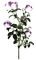kikkapink deco scrap flowers roses rose - безплатен png анимиран GIF