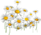 daisies Bb2 - ilmainen png animoitu GIF