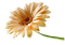 Flowers dm19 - besplatni png animirani GIF