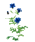 Blue flower.Fleurs.Plants.gif.Victoriabea - GIF animé gratuit GIF animé