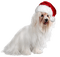 Kaz_Creations Christmas Dog Pup Dogs Colours - zadarmo png animovaný GIF