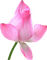 Lotus - 免费PNG 动画 GIF