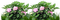 plants katrin - Free PNG Animated GIF