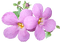 flower, kukka, fleur - 無料png アニメーションGIF
