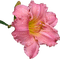 Цветок - bezmaksas png animēts GIF