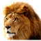 lion - безплатен png анимиран GIF