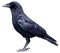 Kaz_Creations Bird Crow - PNG gratuit GIF animé