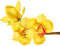 orchids yellow bp - ingyenes png animált GIF