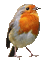 oiseau chanteur-bird - Nemokamas animacinis gif animuotas GIF