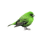 kikkapink deco scrap bird spring green - PNG gratuit GIF animé