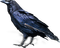 soave bird deco gothic blue - PNG gratuit GIF animé
