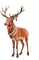 deer reh cerf animal animals   christmas noel xmas weihnachten Navidad рождество natal  tube