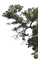 tree baum bush busch - PNG gratuit GIF animé